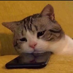 Meet your Posher, Haylee